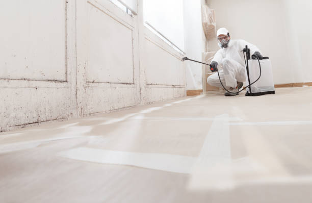 Black mold remediation team in Ludington