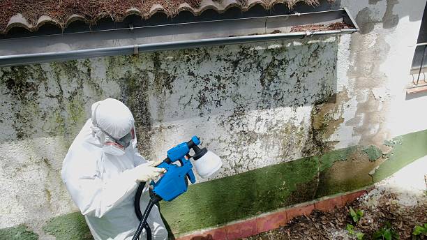 Mold Removal service in Ludington